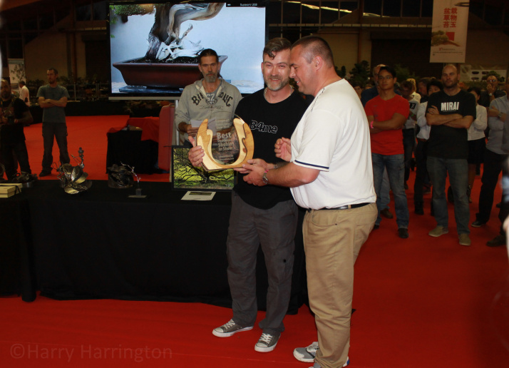 japanese maple bonsai award